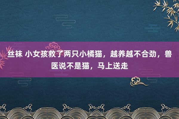 丝袜 小女孩救了两只小橘猫，越养越不合劲，兽医说不是猫，马上送走