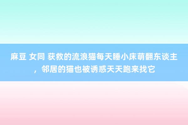 麻豆 女同 获救的流浪猫每天睡小床萌翻东谈主，邻居的猫也被诱惑天天跑来找它